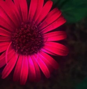 Meet your Posher, Trish